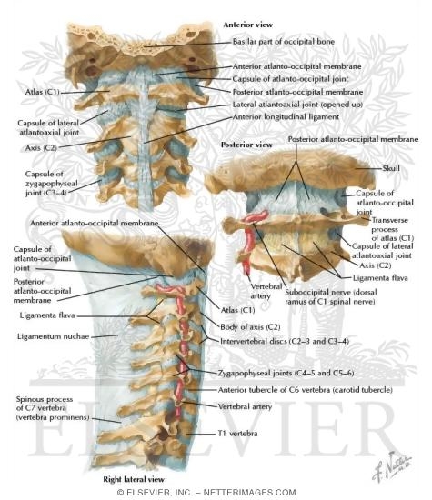 neck diagrams torrent