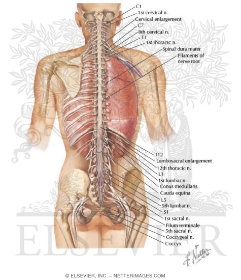 Spinal Cord and Ventral Rami In Situ