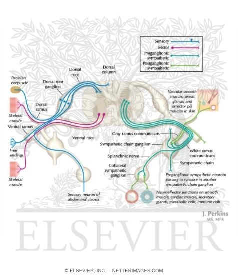 Watermarked preview of labeled image: Schematic of the Spinal Cord with Sensory, Motor, and Autonomic Components of Peripheral Nerves
