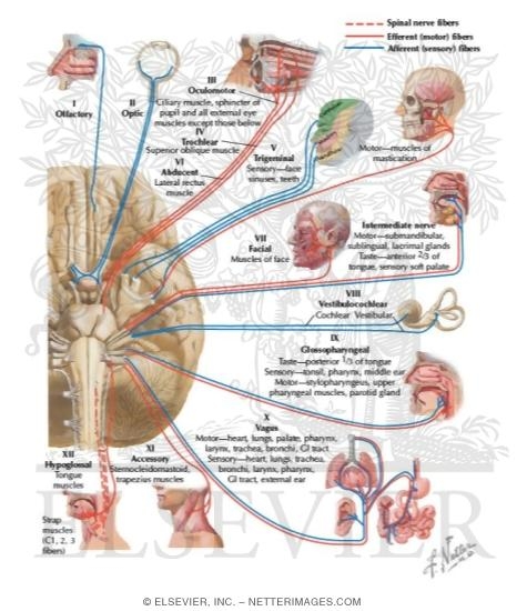 Welcome To Netter Images