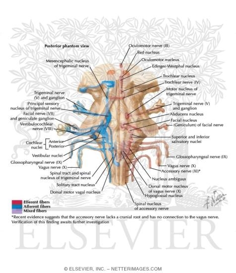 Cranial Nerve Nuclei In Brainstem Schema