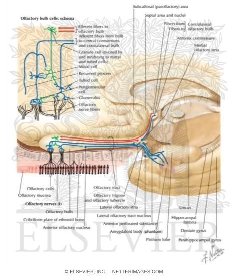 Watermarked preview of labeled image: Olfactory Nerve: Schema