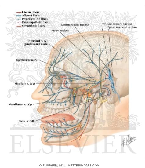 Watermarked preview of labeled image: Trigeminal (V) Nerve