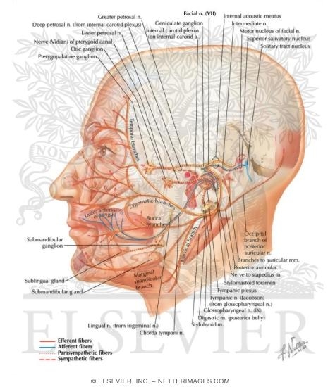 Facial nerve (VII)