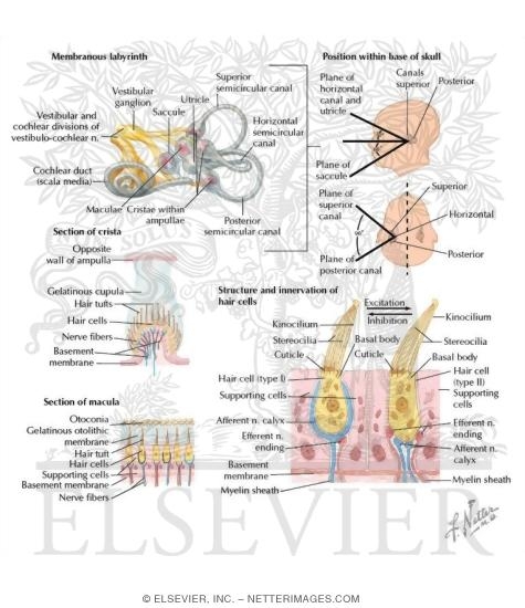 Watermarked preview of labeled image: Vestibular Receptors