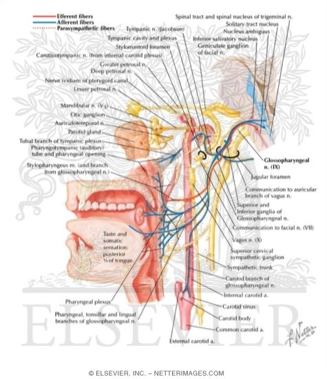 Watermarked preview of labeled image: Glossopharyngeal Nerve (IX) and Otic Ganglion
