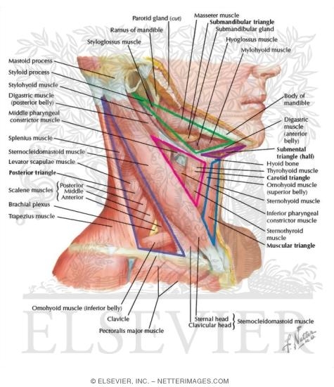 Illustration of Muscles of Neck: Lateral View from the Netter Collection