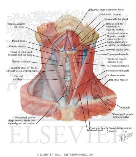 Muscles of Neck: Anterior View