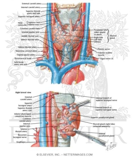thyroid anatomy