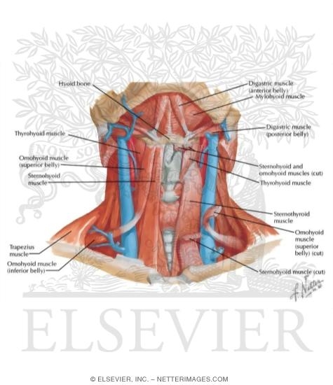 Infrahyoid and Suprahyoid Muscles