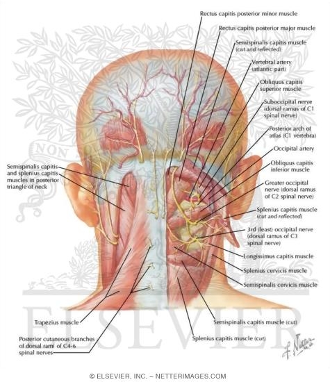 Suboccipital Triangle