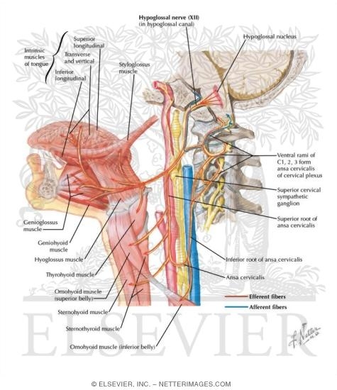 Hypoglossal (XII) Nerve
Hypoglossal Nerve (XII)
Hypoglossal Nerve (XII): Schema