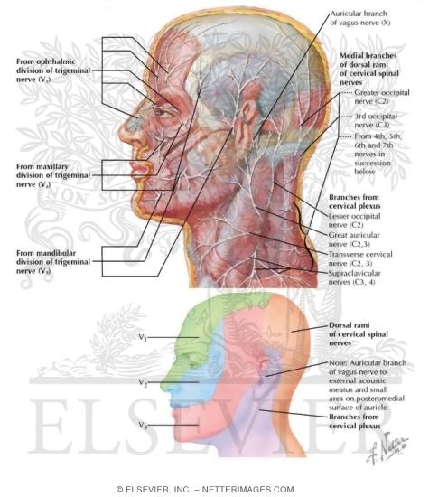 Cutaneous Nerves of Head and Neck
