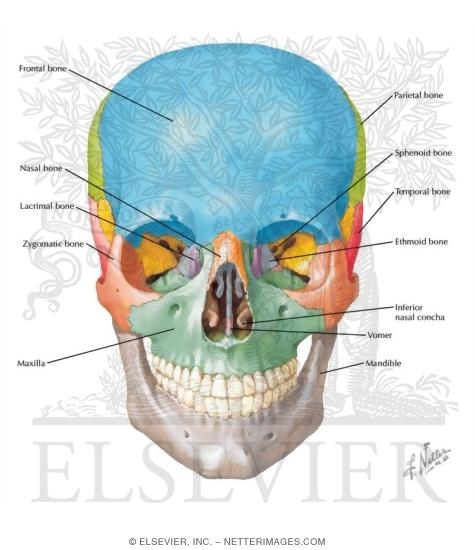 Skull: Anterior View