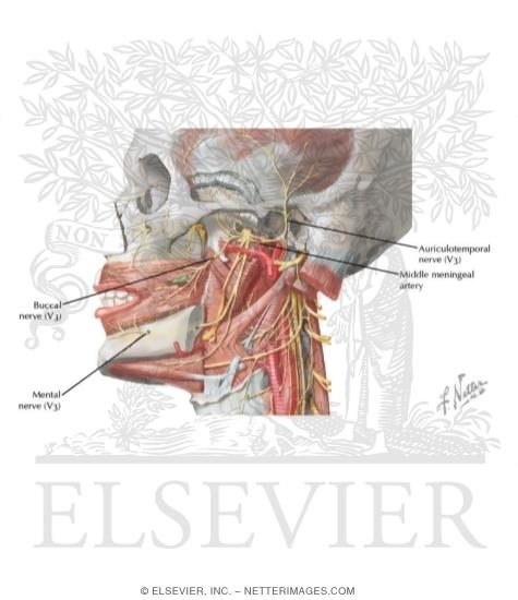 Cranial Nerve V: Trigeminal Nerve