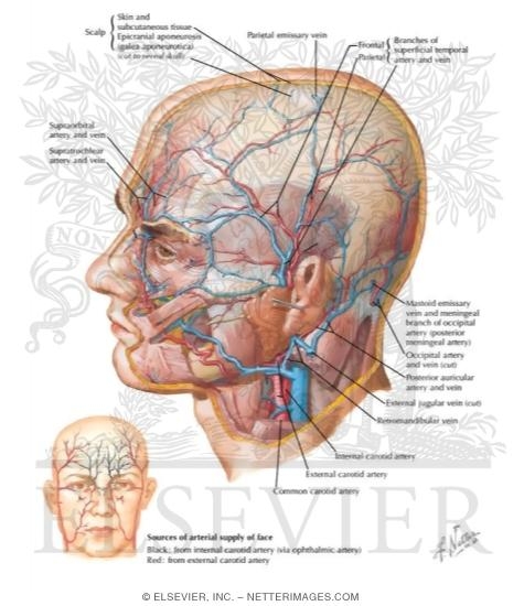 Superficial Arteries and Veins of Face and Scalp