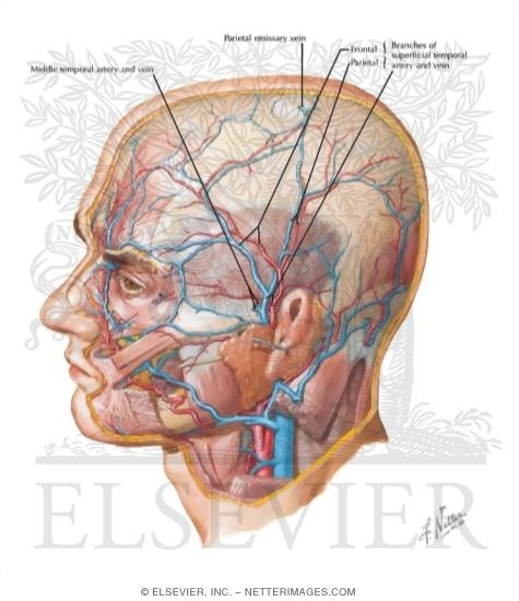 Arteries and Veins of the Scalp