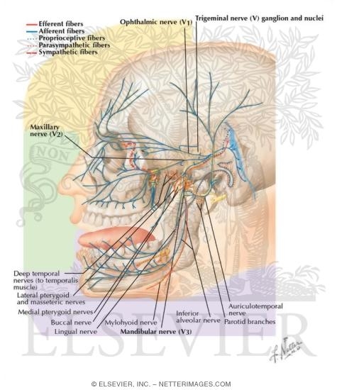Watermarked preview of labeled image: Trigeminal (V) Nerve
