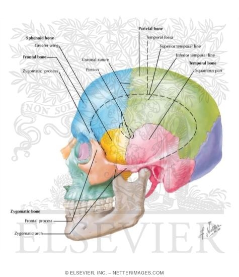 Watermarked preview of labeled image: Skull: Lateral View