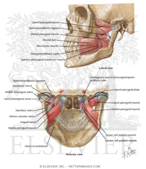 Watermarked preview of labeled image: Muscles Involved in Mastication
