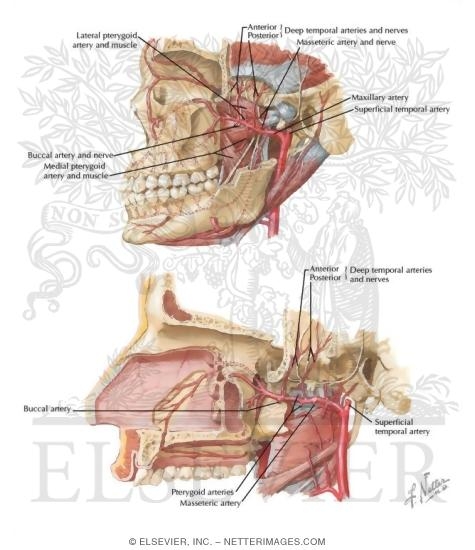 Watermarked preview of labeled image: Arterial Supply of the Mouth and Pharynx II
Maxillary Artery 
Blood Supply of Mouth and Pharynx
