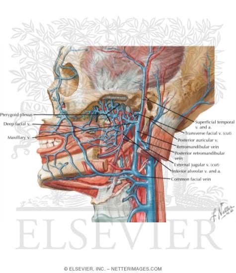 Vascular Supply of the Face: Venous Drainage