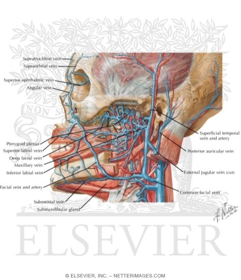 Watermarked preview of labeled image: Vascular Supply of the Face: Venous Drainage