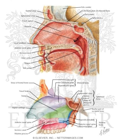 Medial Wall of Nasal Cavity (Nasal Septum)