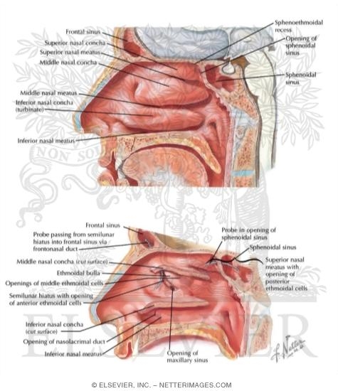 Lateral Nasal Wall