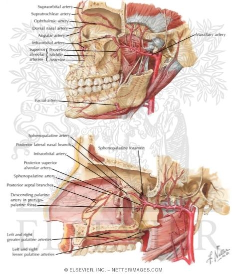Watermarked preview of labeled image: Arterial Supply of the Mouth and Pharynx II
Maxillary Artery 
Blood Supply of Mouth and Pharynx