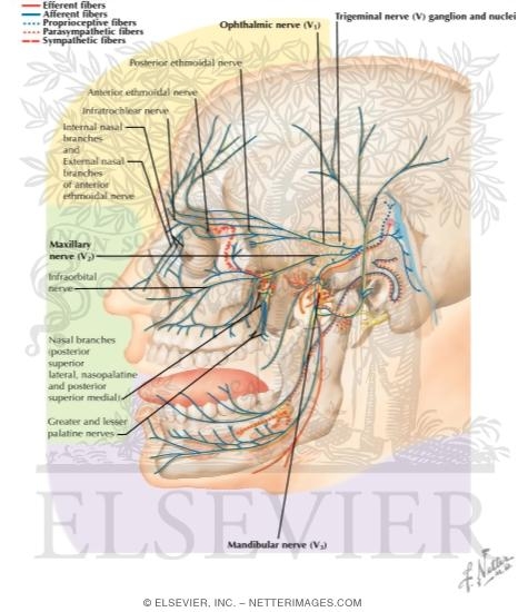 Watermarked preview of labeled image: Trigeminal (V) Nerve