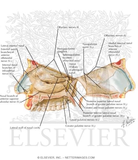 Nerve Supply of the Nose