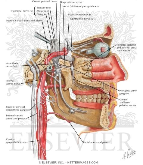 Watermarked preview of labeled image: Autonomic Nerves in Head