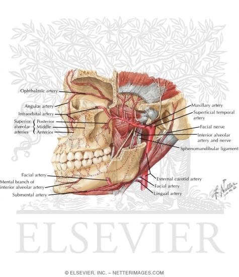 Temporal Region: Maxillary Artery