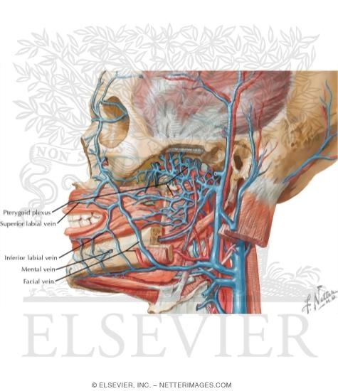 Watermarked preview of labeled image: Vascular Supply of the Face: Venous Drainage