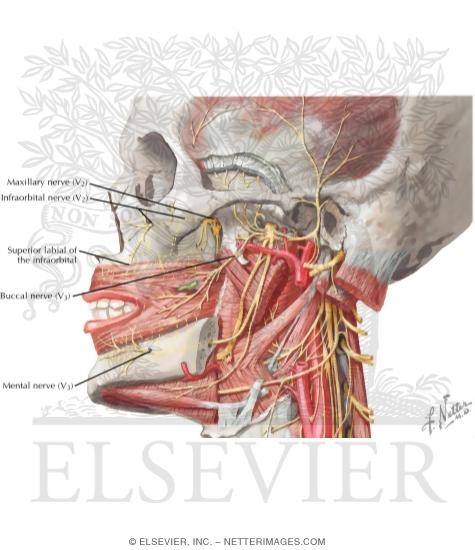 Watermarked preview of labeled image: Cranial Nerve V: Trigeminal Nerve