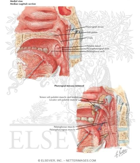 Fauces
Fauces and Tonsils