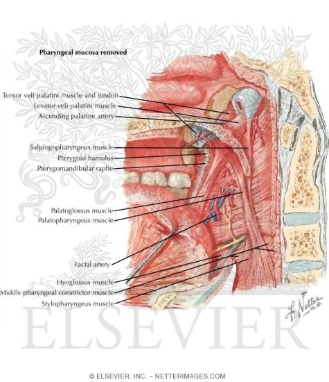 Watermarked preview of labeled image: Oral Cavity: Palate