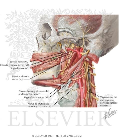 Cranial Nerve V: Trigeminal Nerve
