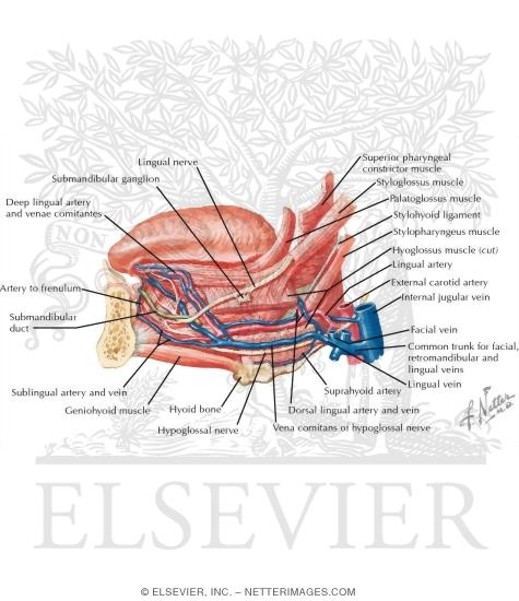Vascular Supply of the Oral Cavity: Arterial Supply