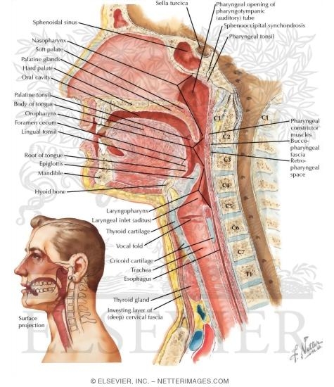 Sagittal Section of the Pharynx