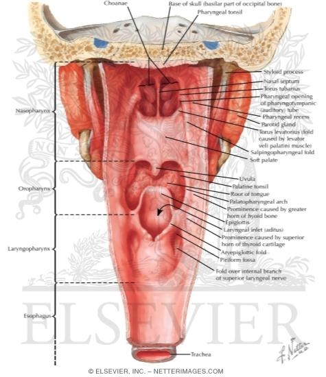 Pharynx: Opened Posterior View Interior of the Pharynx upper esophageal sphincter diagram 