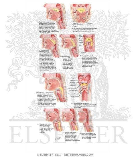 Watermarked preview of labeled image: Deglutition