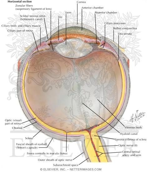 Anatomy of the Eyeball