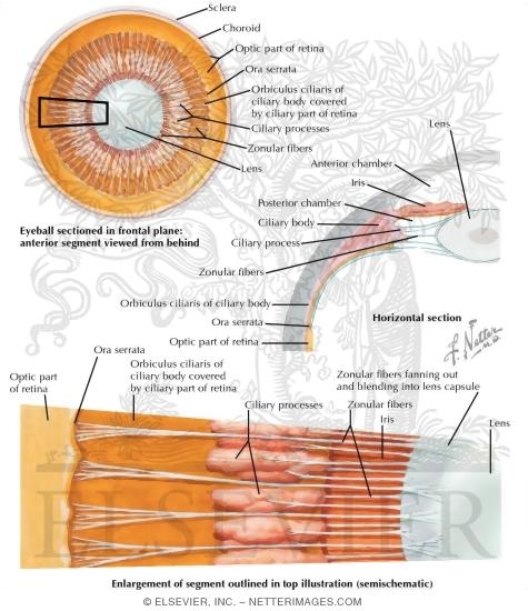 Watermarked preview of labeled image: Lens and Supporting Structures 