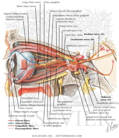 Oculomotor (III), Trochlear (IV) and Abducent (VI) Nerves: Schema