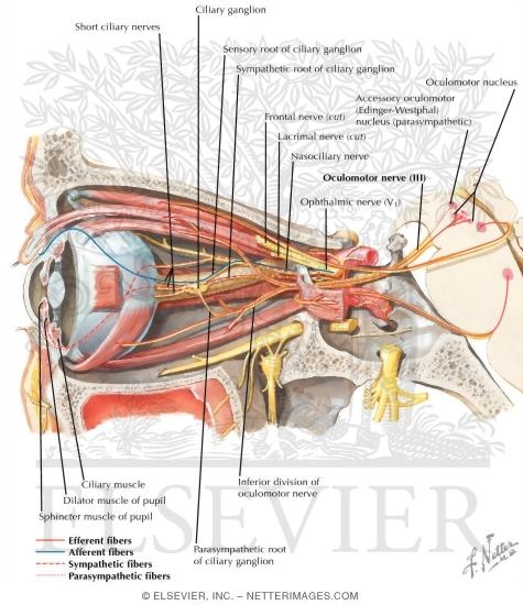 Oculomotor (III), Trochlear (IV) and Abducent (VI) Nerves: Schema