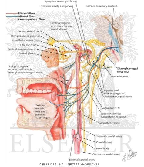 Watermarked preview of labeled image: Glossopharyngeal Nerve (IX) and Otic Ganglion