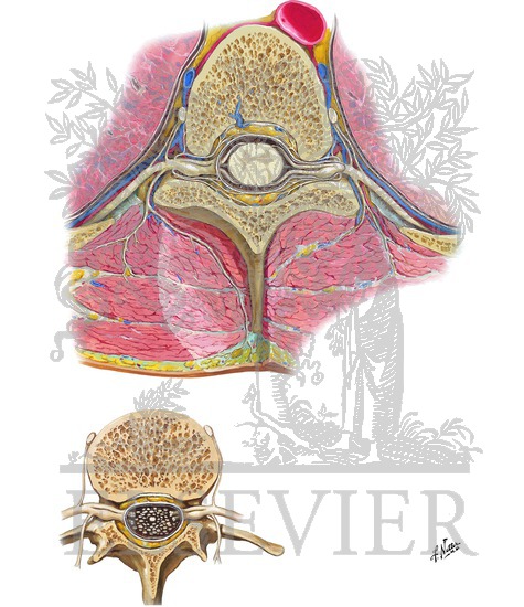 Spinal Nerve Origin: Cross Sections