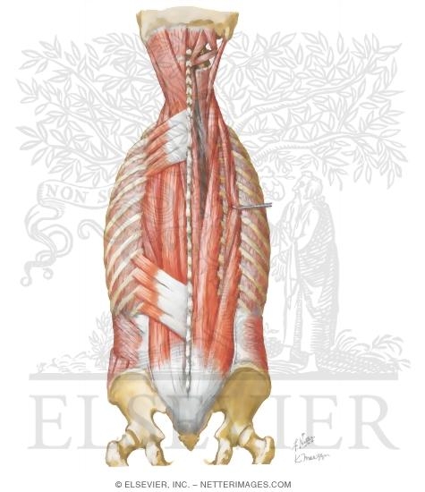 Muscles of Back: Intermediate Layers